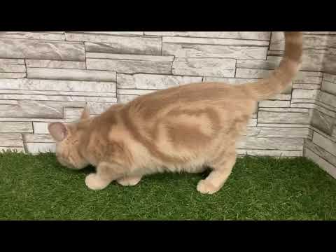 Coo&RIKU　No598249 ブリティッシュショートヘアー