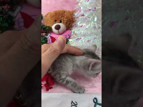 珍しい、エジプシャンマウのシルバーの男の子のご紹介です。