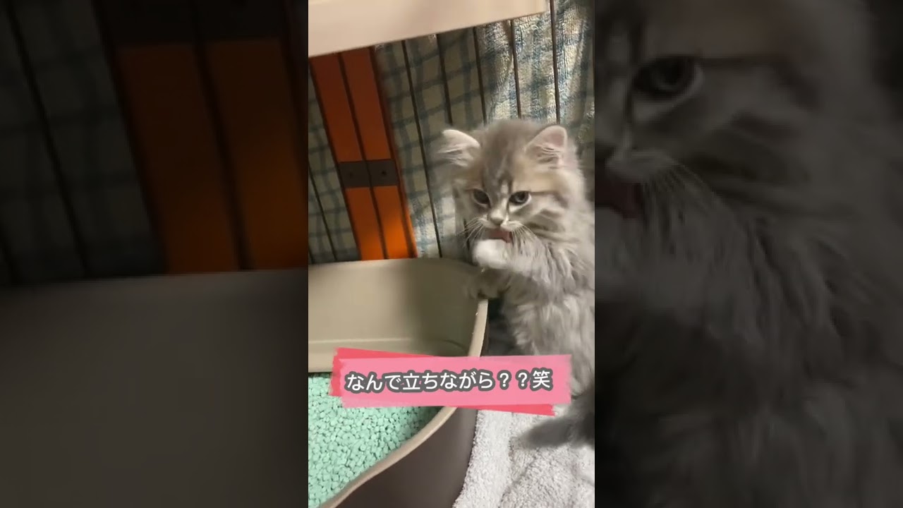 一生懸命にグルーミングをする猫【ラガマフィン】#shorts