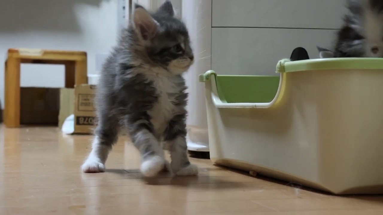 メインクーンの子猫達ドアを開けたよ
