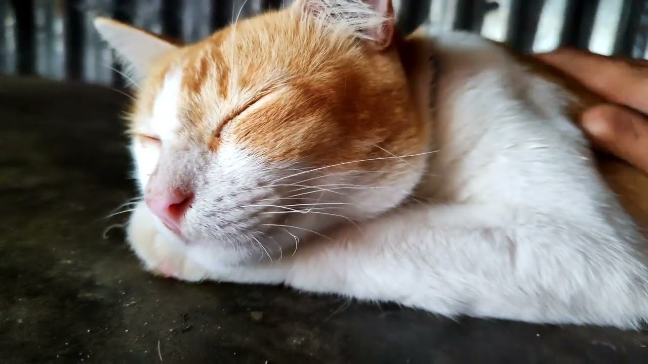 ALL CATS ARE BUSY WITH THEIR OWN BUSINESS||Prosperous Cat Family