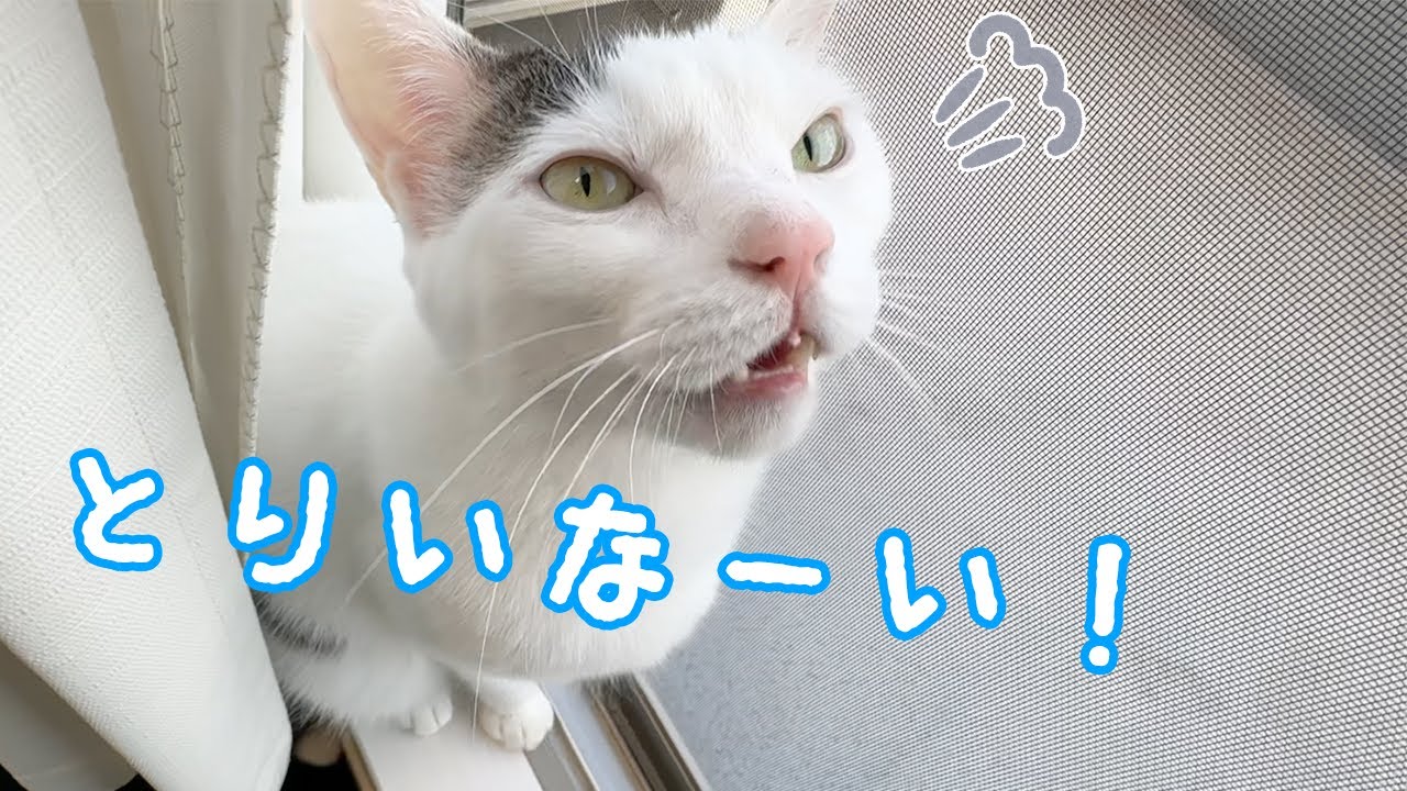 外をパトロールする猫たちが喋りまくります…！