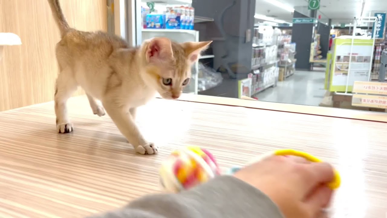 2022/1/3更新【シンガプーラ】ひとり遊びが上達したシンガプーラちゃんの様子を公開！