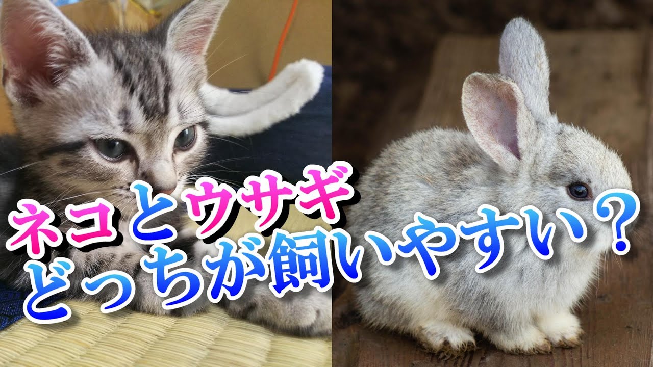 猫とうさぎ どっちが飼いやすい？飼育経験者が比較