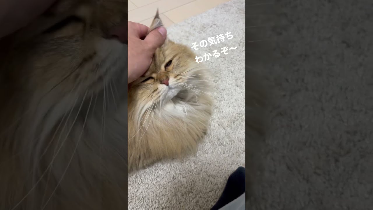 【撫でるがいいぞ〜♪】かわいいペルシャ猫【お腹もいいぞ〜】