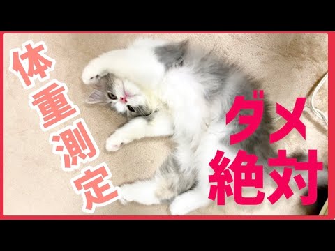 【スコティッシュフォールド】体重測定しようとしたらこうなりました。【マッサージで骨抜きネコ】