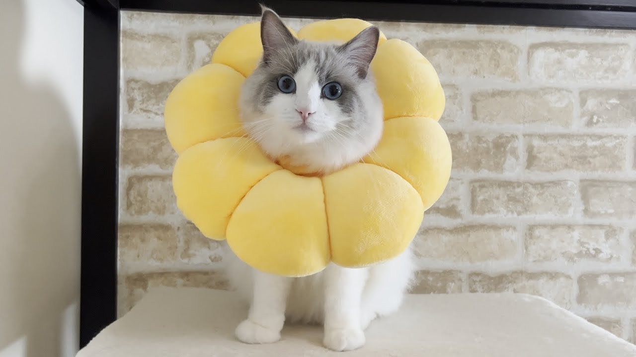 爪切りが苦手な猫にポンデリングを着させてみたらとんでもないことになった...【ラグドール】【かわいい】