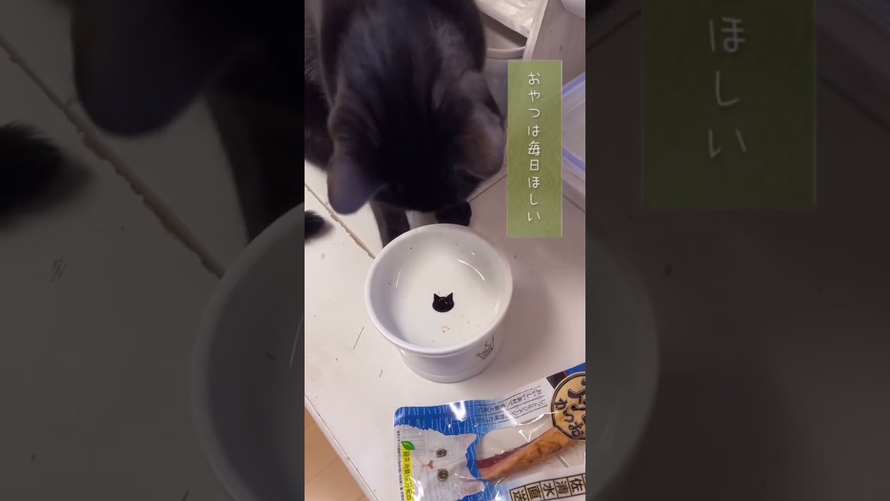 にゃんぱく宣言🐾