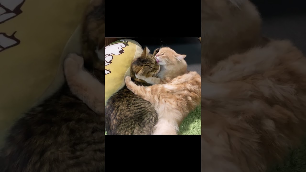 子猫の去勢手術と家族の温かい迎え😊【サイベリアン・多頭飼い】 #shorts