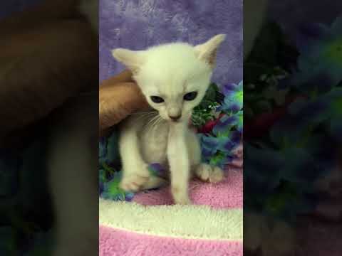 真っ白な トンキニーズの男の子です。