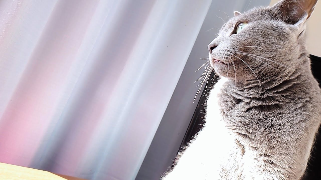 【猫動画】ずっと舌を出しっぱなしのロシアンブルー【russianbule】Russian blue with tongue sticking out