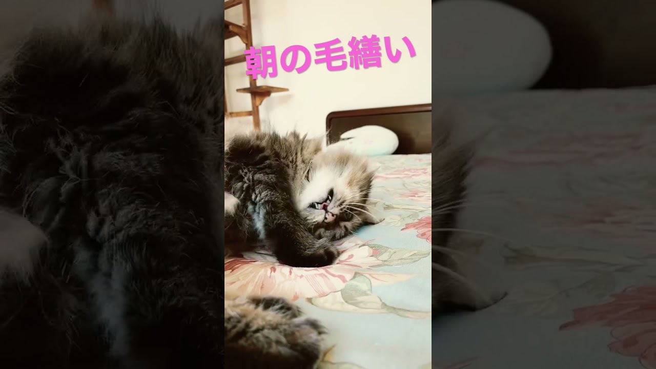 #shorts #ノルウェージャンフォレストキャット #cats #cat #大型猫 #猫