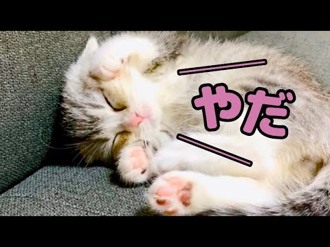 意地でもソファーから退かない子猫との戦い【スコティッシュフォールド】