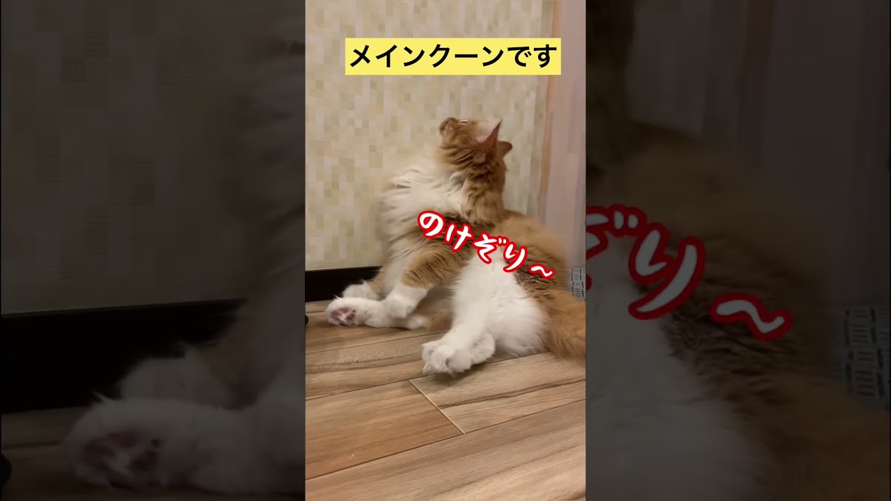 【メインクーン】突然のホワイトアウト　#メインクーン #かわいい猫 #茶トラ #猫カフェ #猫動画おもしろい