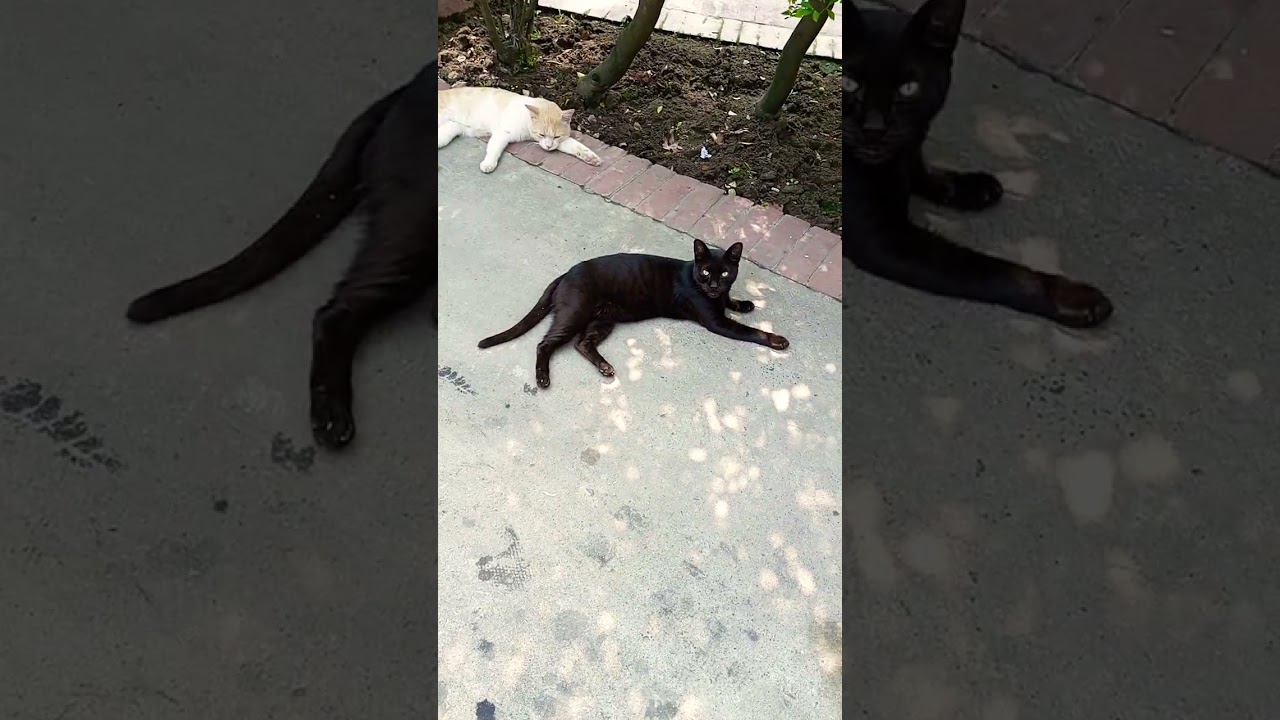Black Cat Brown Cat Relaxing Mood