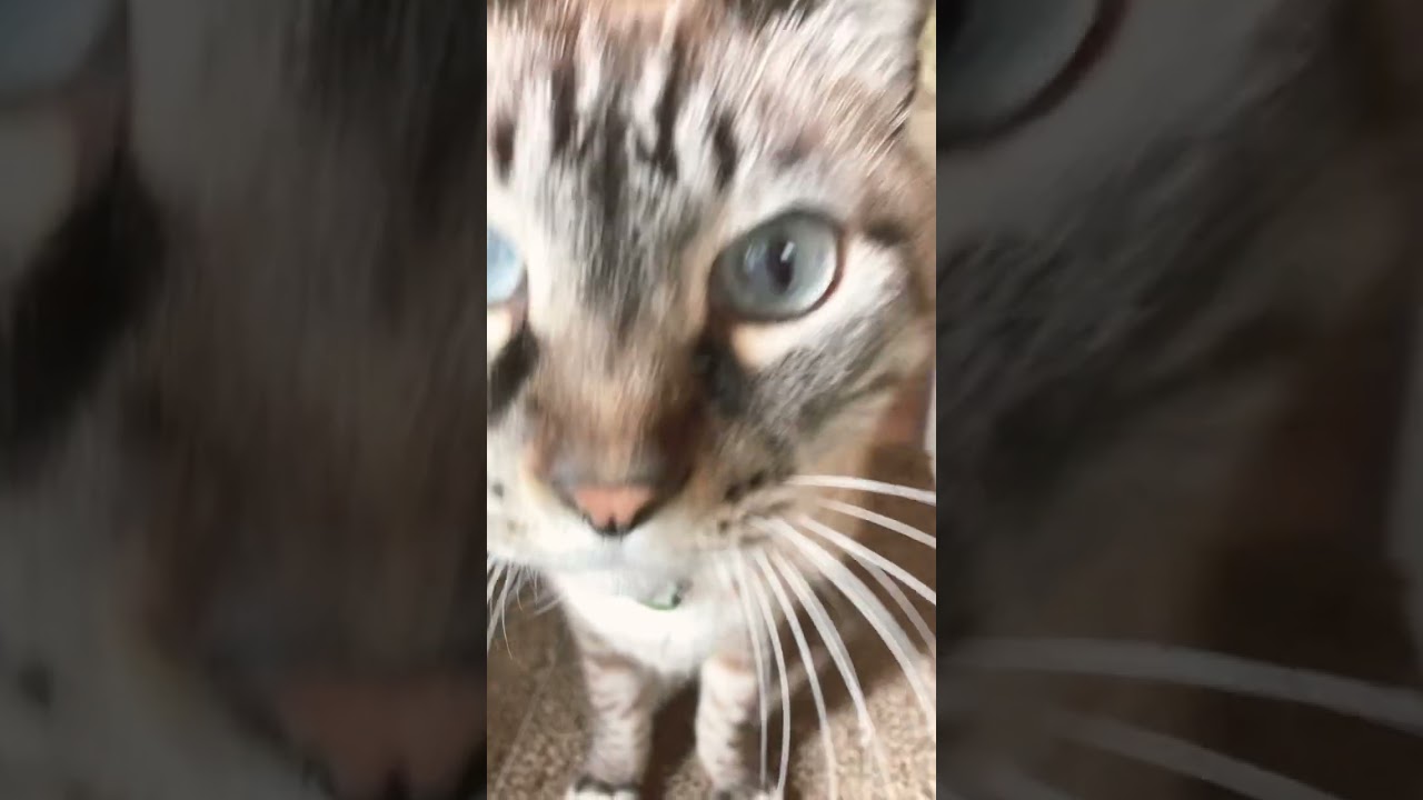 おはようジャンくん！ブルーの瞳にスノーシュー