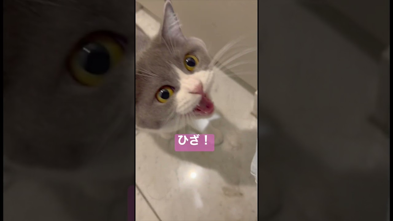 #shorts 今日もぬしに甘えるにゃん🐯🐾✨ﾄｺﾄｺﾄｺﾄｺ#今日のお出迎えニャンコ #猫のお出迎え #お出迎え猫 #お出迎えニャンコ #お出迎え #ぽて歩き #猫 #ブリティッシュショートヘア