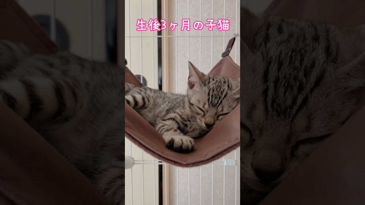 赤ちゃん猫が可愛いすぎる！#shorts #ベンガル