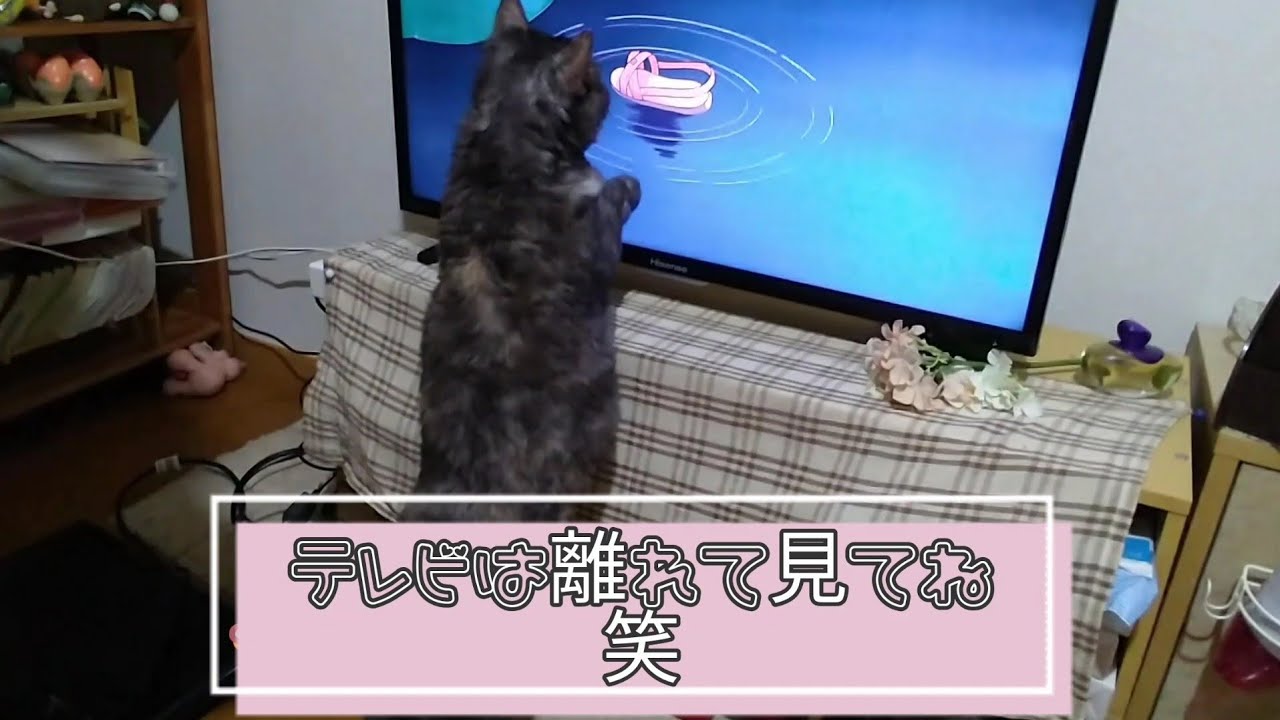 【セルカークレックス】せらちゃんはテレビっ子📺【せらのりたま】