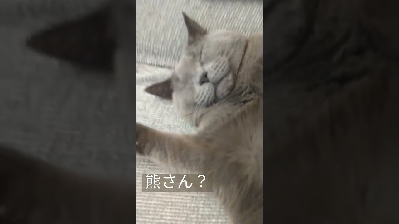 シャルトリューは熊なのかも