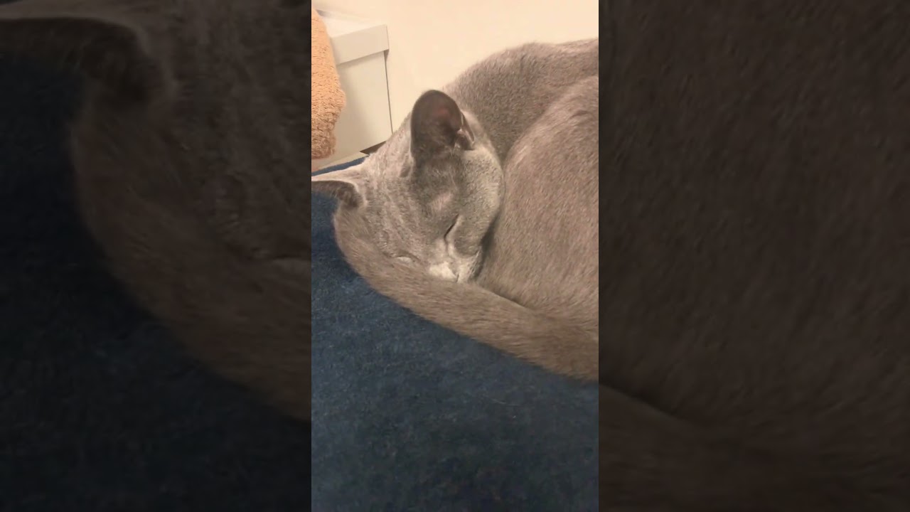 完璧な丸になって寝るねこ #ロシアンブルー #しっぽ吸い  #癒し猫動画
