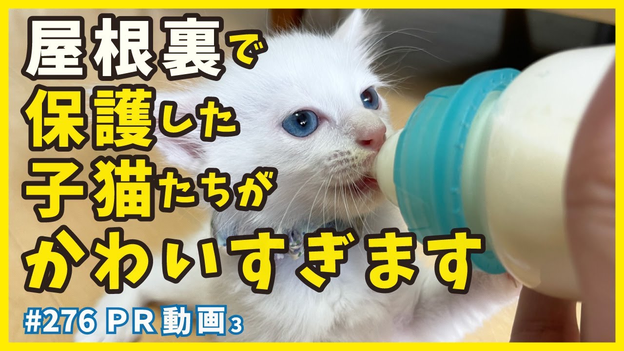 屋根裏で保護した子猫が可愛く変身✨ミルクも大好きで立派に成長🌴【PR3・なにわ編】five kittens protected in the attic