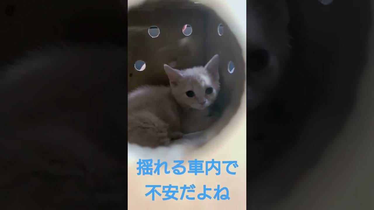 マンチカン（短足）お迎えです。お家に帰ろうね♪