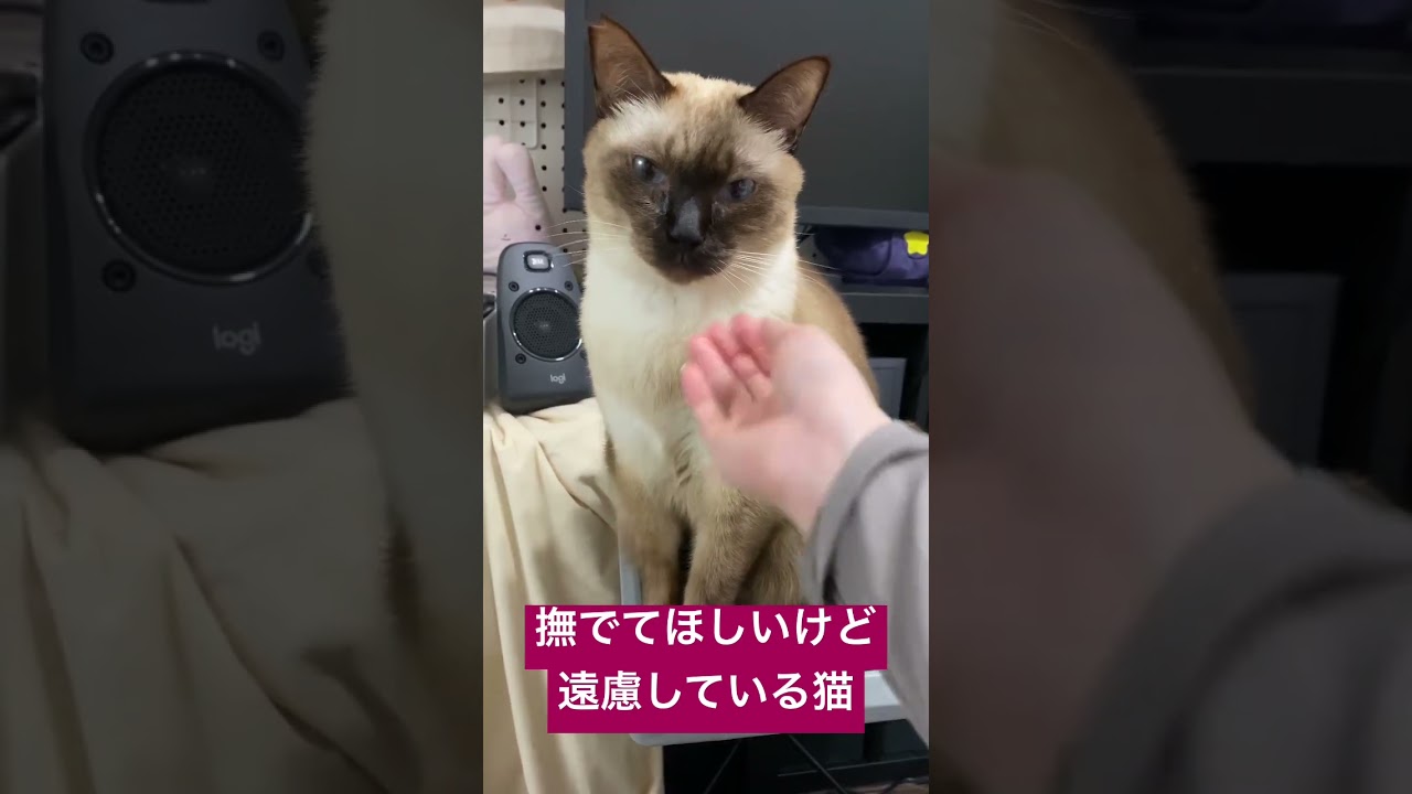 じっと見てくる甘えん坊保護猫をお望み通り撫でてあげるとこうなります【シャム猫/シャムミックス】