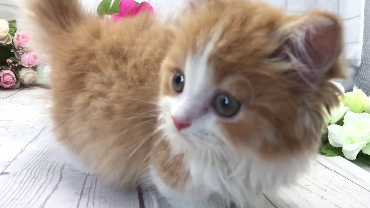 マンチカン ロングコート極短足の女の子