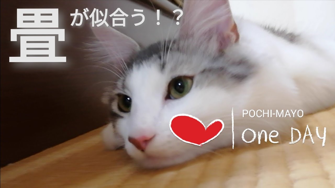 畳でくつろぐ昭和なノルウェージャンフォレストキャット