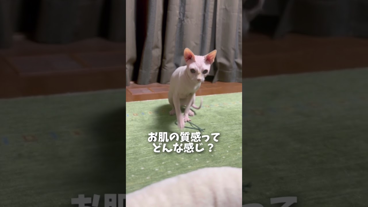 無毛猫のお肌ってさわるとこんな感じ #pumpitup #shorts