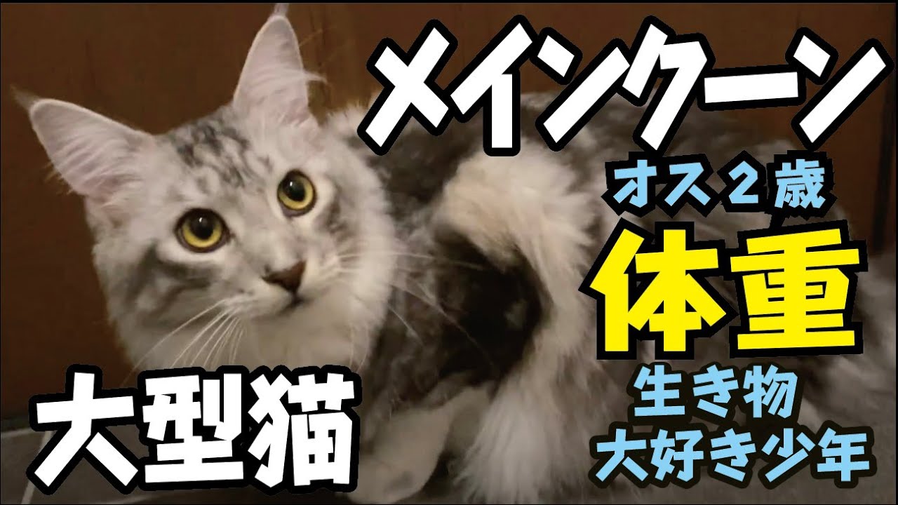 【メインクーン】2歳の猫の体重計ってみた／賢い大型猫Maine Coon