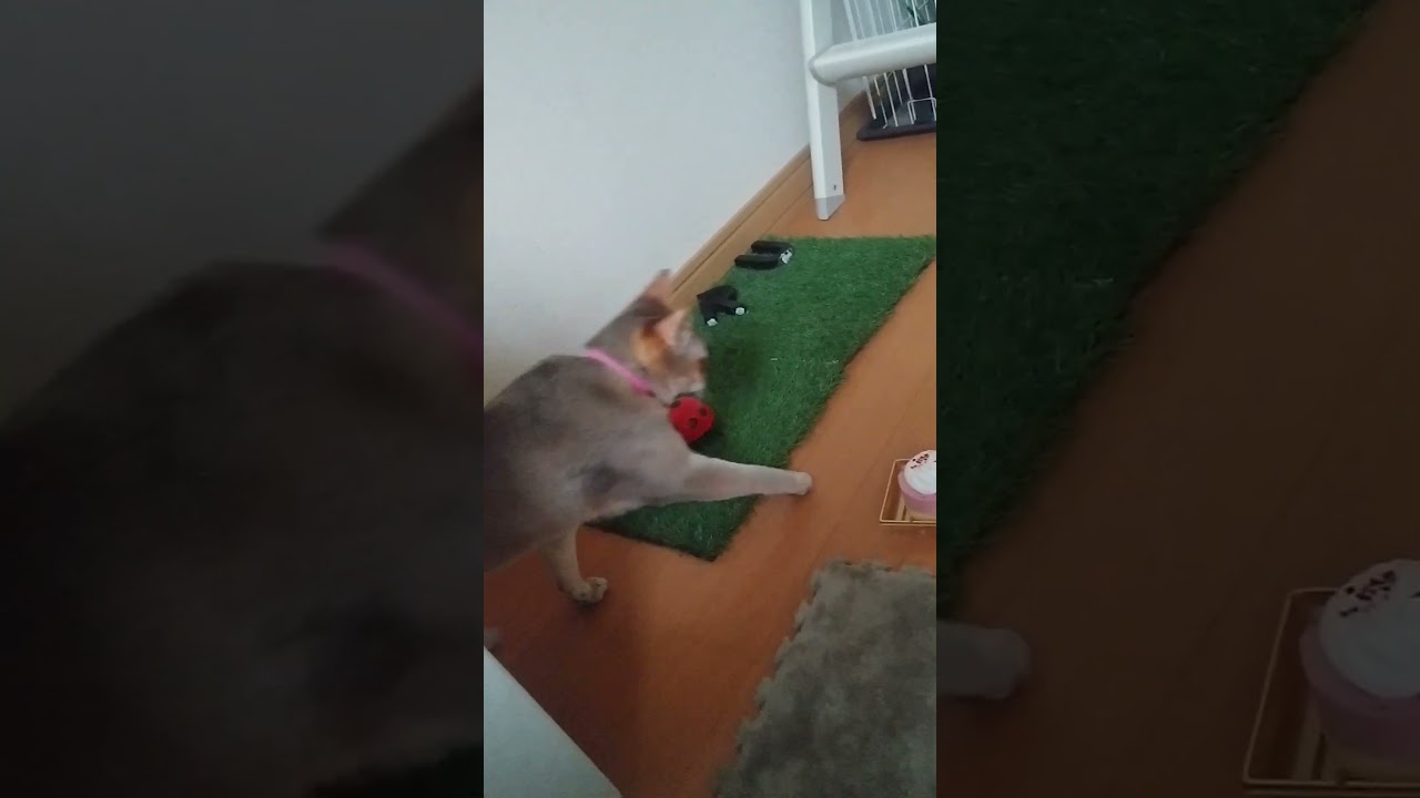 シンガプーラ猫の誕生日なので猫用ケーキ用意しました　#shorts