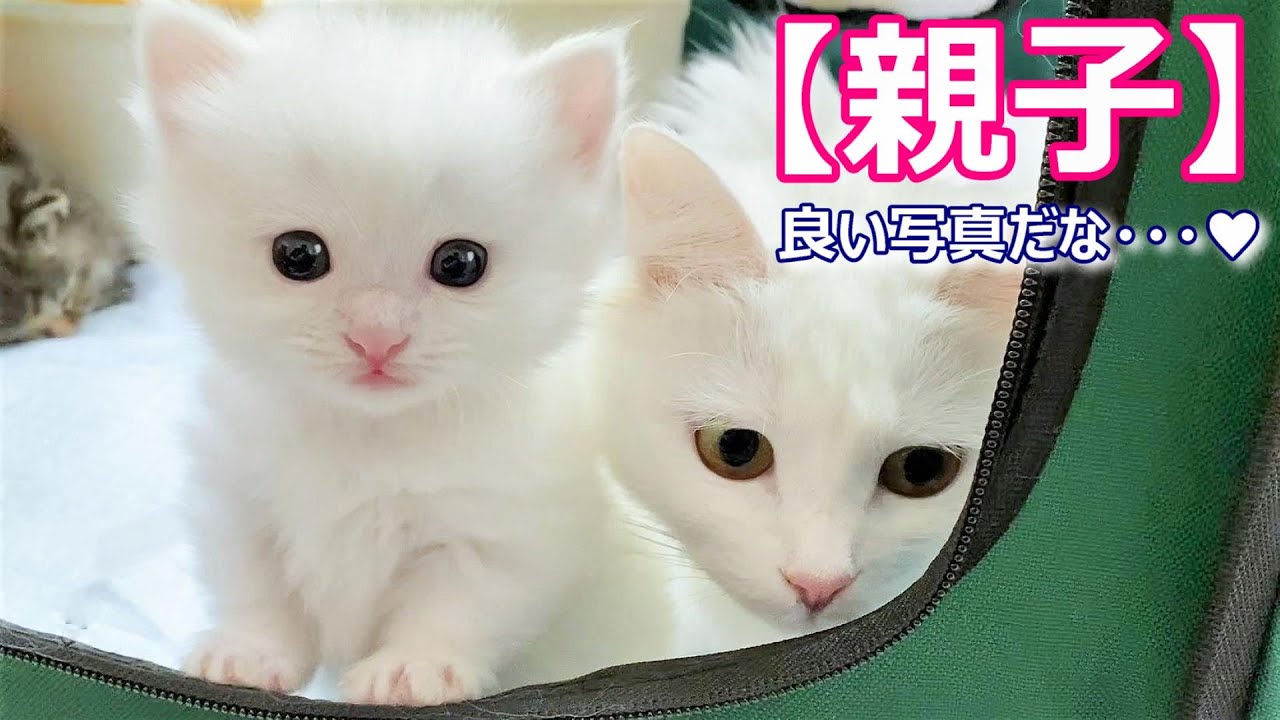 【子猫の成長記録】マンチカンの白猫親子が美しい件 ∼猫のいる生活Vol.49∼ マンチカン短足・ミヌエット・ペルシャ猫専門ブリーダー『ペット蔵人』