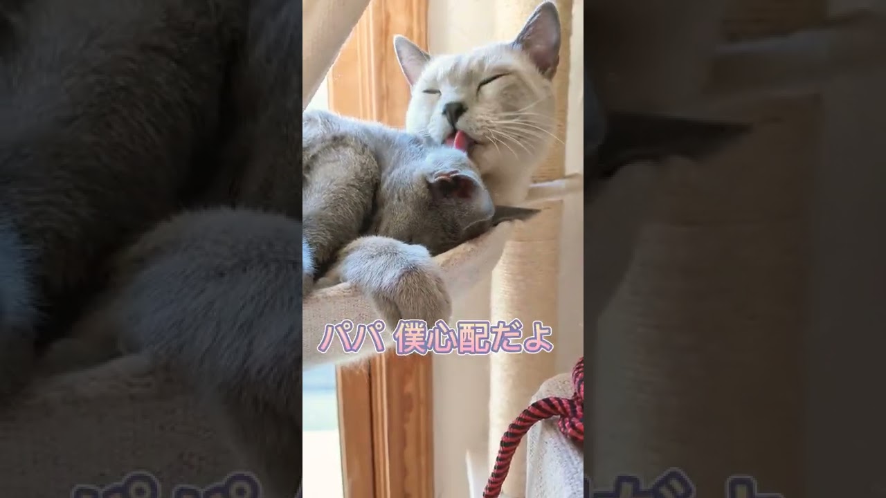 ママの手術キャンセル💧  #ロシアンブルー #russianblue  #子猫