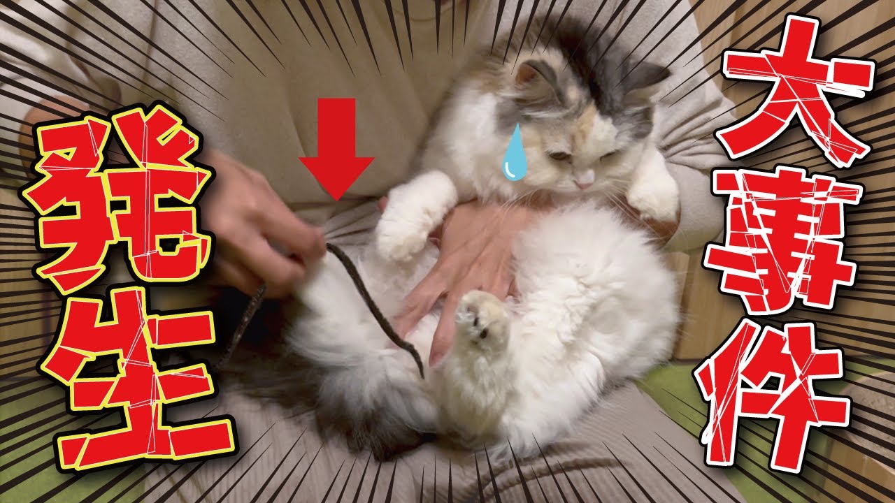 【事件】猫のおしりからヒモ状のものが…！【関西弁でしゃべる猫】