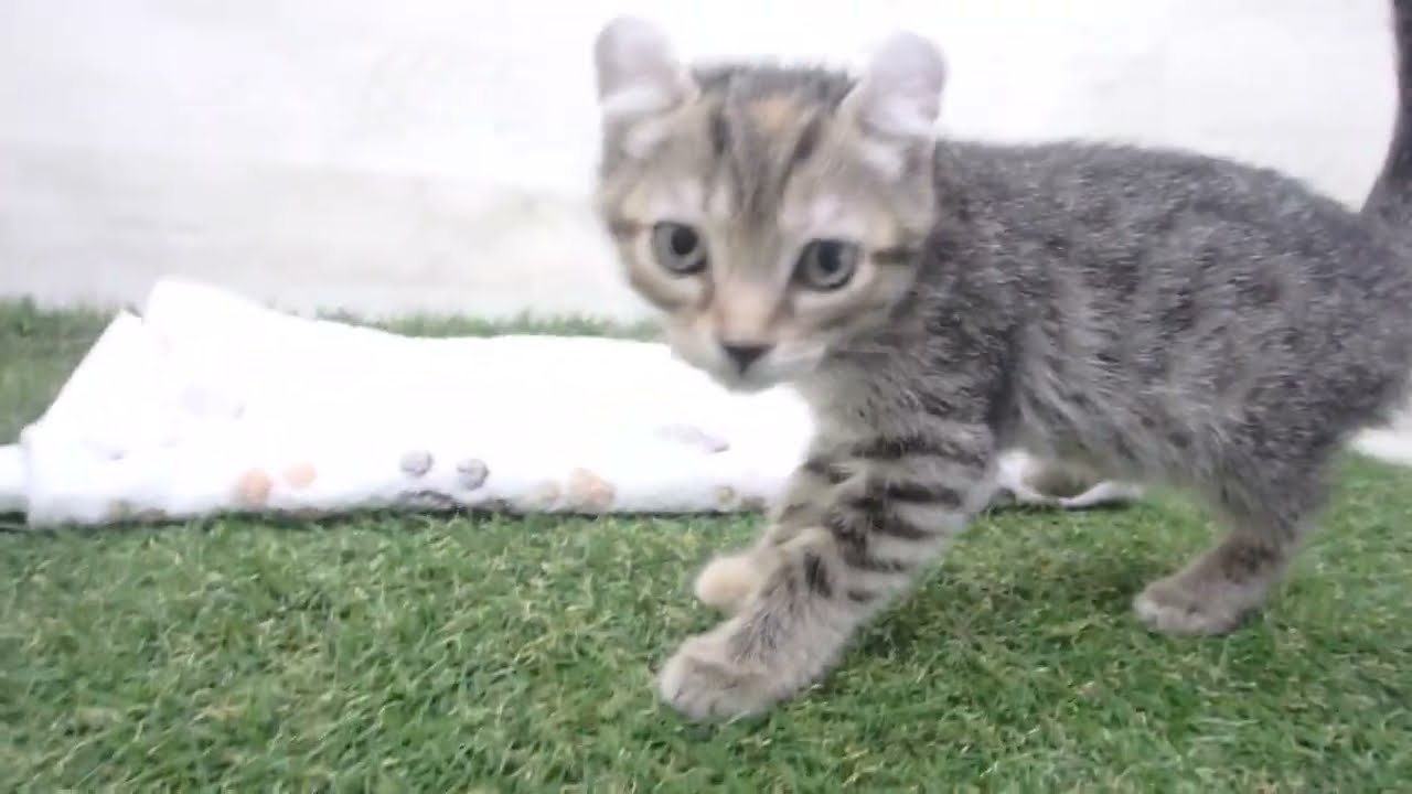 00601622 アメリカンカール