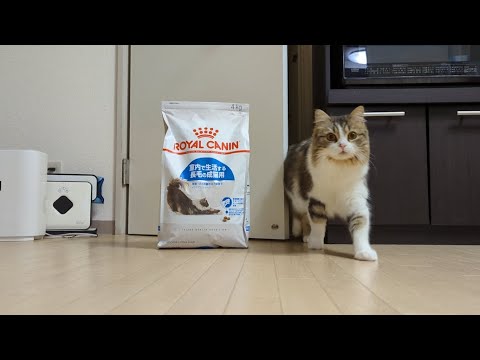 スコティッシュフォールド（♂）1歳半の1ヶ月の食費を公開します