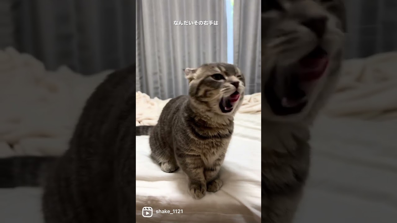 右のおててが可愛い猫はこちら   #マンチカン #短足マンチカン #Shorts