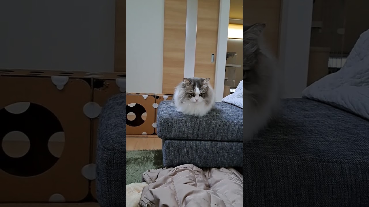 おててナイナイしてる可愛い猫♡ #shorts