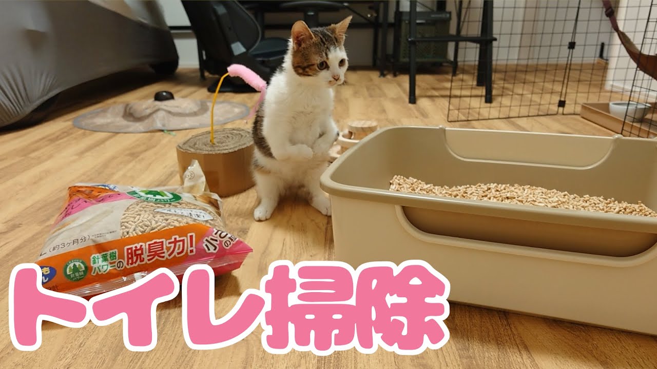両足の不自由な子猫の砂かきが笑っちゃうくらい凄いんです