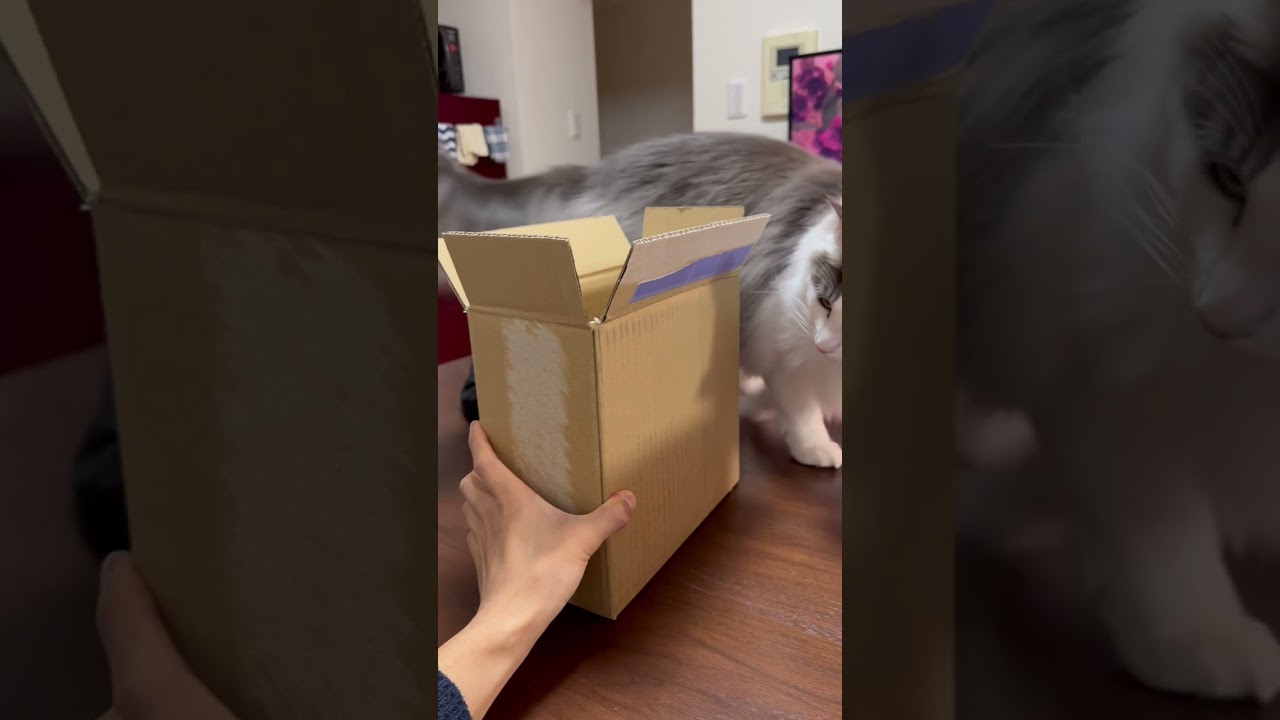 どんなダンボールでも入らずにはいられない猫【メインクーン】#shorts