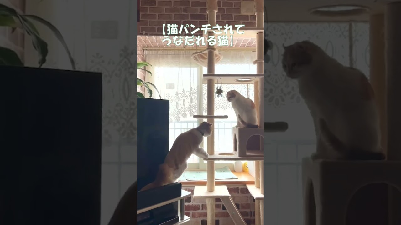 猫パンチされてうなだれる猫 #shorts  #猫 #アメリカンカール #cat