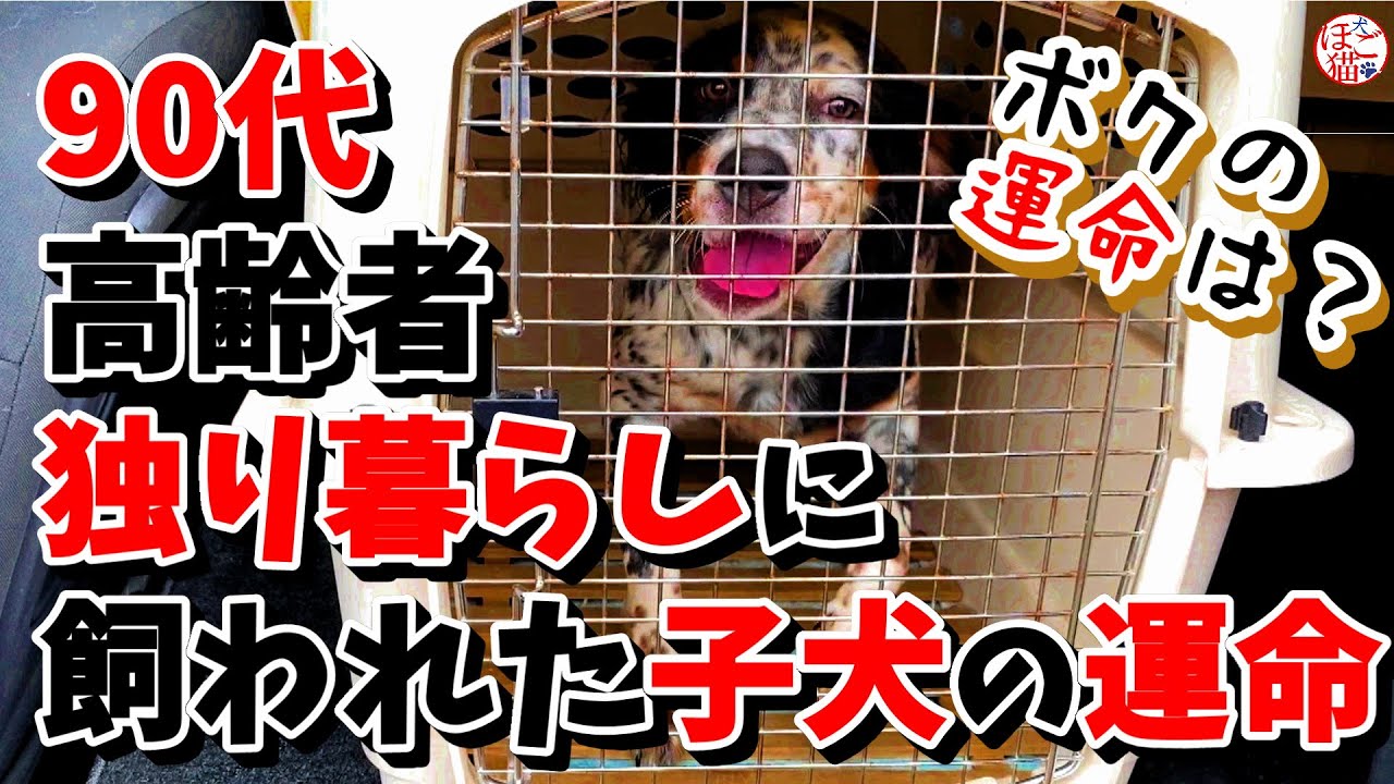 【子犬　保護犬　子猫】　90代独り暮らしの高齢者から　引き取り依頼がありました