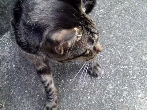 Japanese Cats sweet and sad  voices.