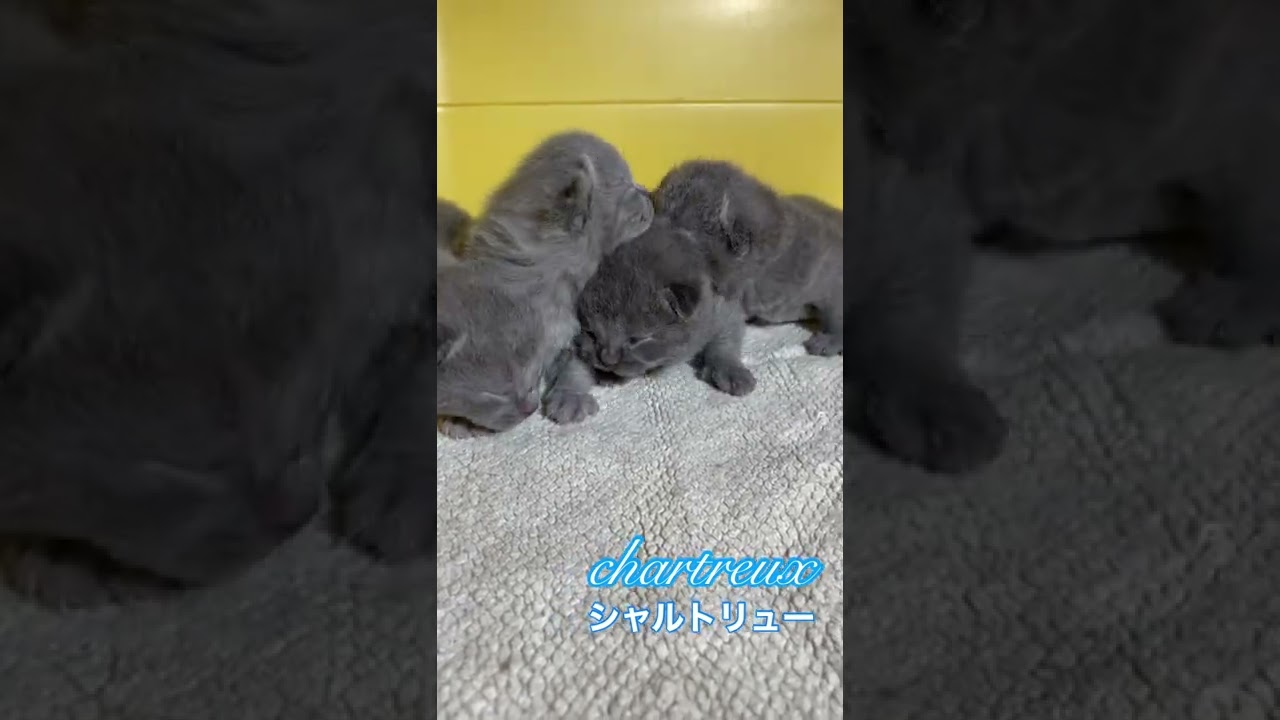 【シャルトリュー子猫】8日目#shorts