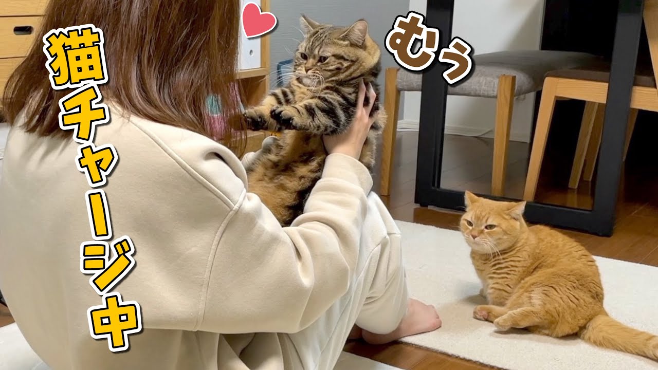 ママに迫られてどんどん顔が潰れていく猫が可愛すぎる！笑