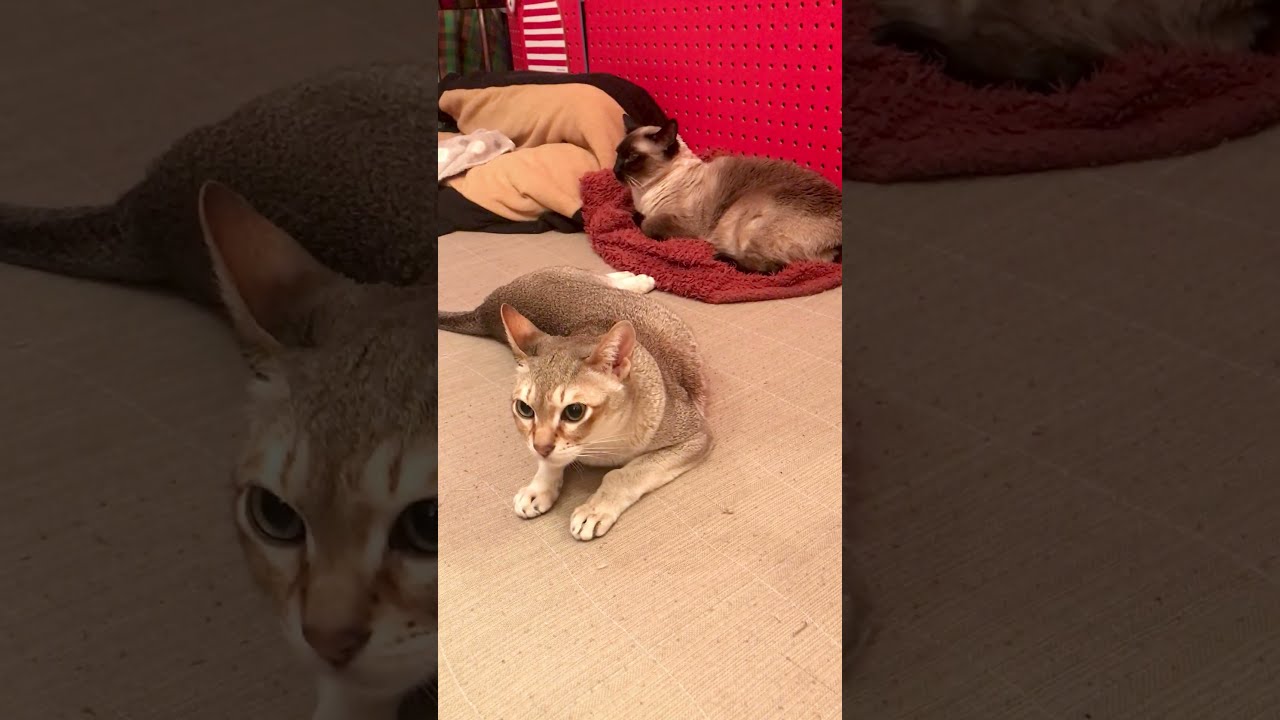 まったりたぬき猫と ひねりポーズでくつろいでるシンガプーラなのにゃ♪