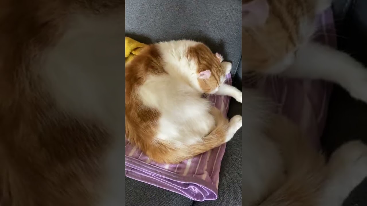 【ｱﾒﾘｶﾝｶｰﾙmocca】これが猫の仕事ｗ #shorts  #猫 #アメリカンカール #cat