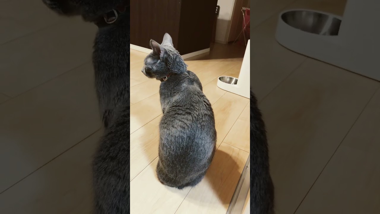ついにご飯にありつけたネコ【ロシアンブルー】#cat #russianbluecats #かわいい猫 #ねこ #給餌器